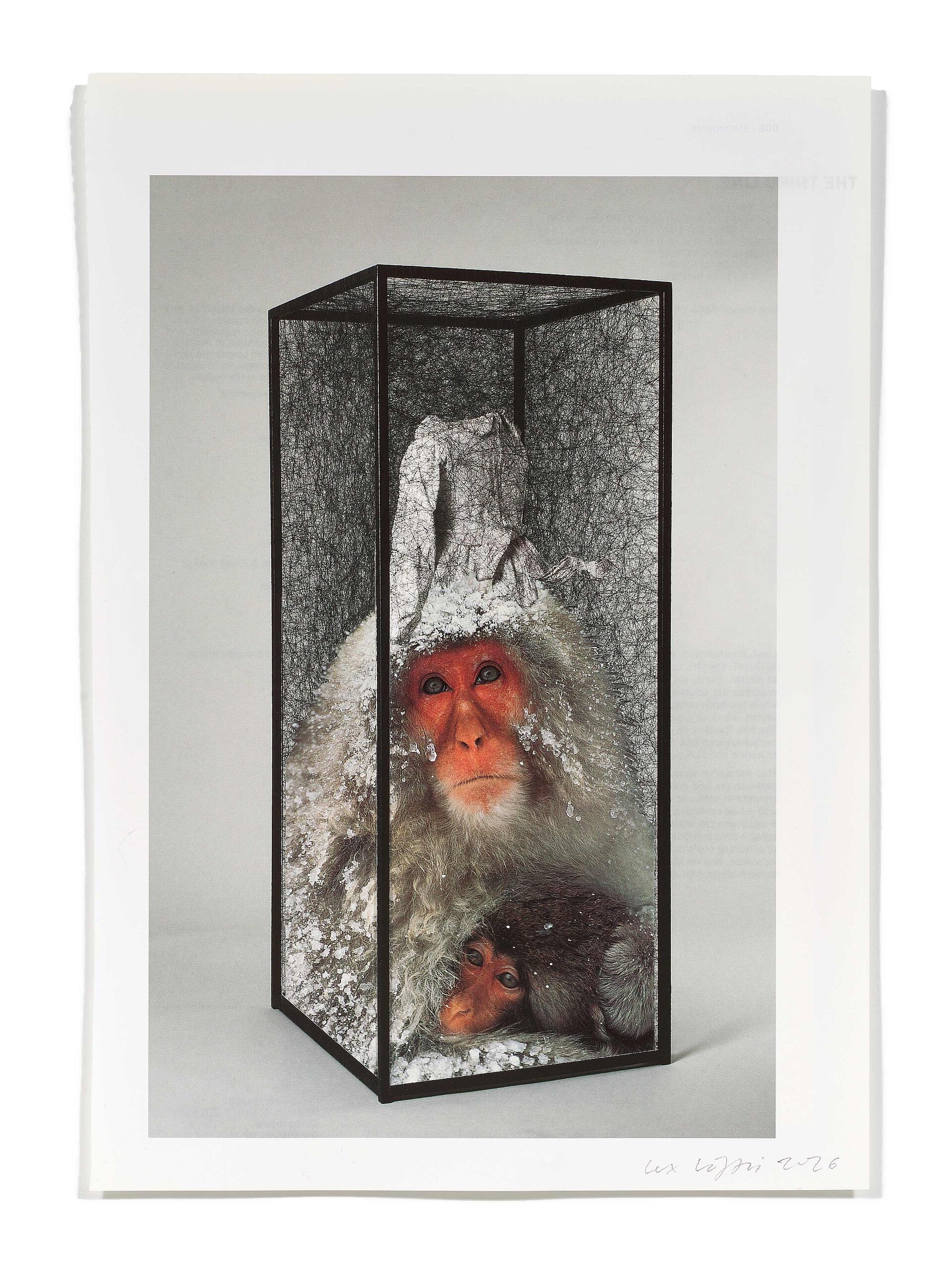 Primaten (C. Shiota), 2026
Analoge Collage aus Printmaterial
ca. A4
(Fotografie: © Mark Niedermann, Basel)